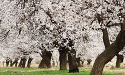 Malatya’da Verimi Artıracak O Gübre Artık Serbest! Belgesi Olan Kullanacak