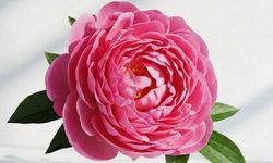 Dünya Kadınlar Günü Ne Zaman? Kadınlar Günü’nün Tarihçesi