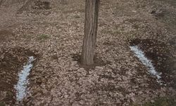 Kayısı Gübrelemede Verimi Arttıracak Altın Kurallar