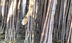 Malatya’nın Gözdesi Dalbastı Kirazı Fidanına Yoğun İlgi: Yok Satıyor