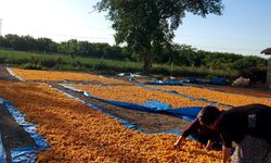 Malatya’da Kayısı Bahçelerinde İşçi Arayışı Başladı