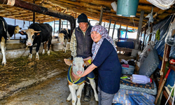“Yaşasın Buzağılar” projesi sürüyor! Malatya’da üreticiye büyük destek