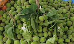 Kayısı Çiçek Açtı, Çağla Tezgâha Geldi! Fiyatlar Dikkat Çekti