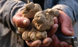 Domalan (Keme) Mantarı Nedir, Faydaları Nelerdir? Nasıl Pişirilir ve Nerede Bulunur?