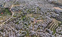 Darende’de kayısı çiçekleri beyaza bürüdü