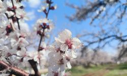 Malatya’da Kayısı Çiçekleri Kartpostallık Görüntüler Oluşturdu