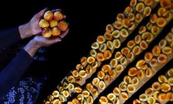 Malatya’dan Kuru Kayısıda 66 Milyon Dolarlık İhracat Geliri