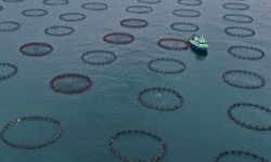 Türk somonu ihracatı yılın ilk çeyreğinde 91 milyon doları aştı