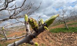 Antep Fıstığında Kritik Uyarı: Bahar Bakımı Yanlış Yapılırsa Verim Düşebilir