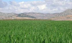 Araban Ovası’nda Yağış Bereketi: Buğdayda Rekolte 80 Bin Tonu Bulabilir