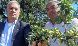 Araban’ın Badem Çağlası Tezgâhlarda Yerini Aldı