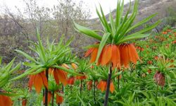 Doğanın Nadir Güzelliği Akçadağ’da Görüldü