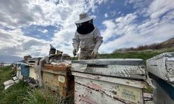 Elazığ’da Arıcılar Yavru Dönemine Giren Kolonileri Besliyor