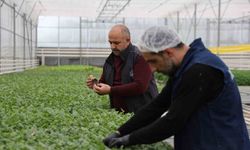 Elazığ'da Cip Sera Çiçekleri Kentin Güzelliğini Artırıyor