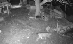 Elazığ'da Kameralara Takıldı:  Vaşak, Evin Etrafında Yemek Aradı