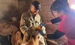 Elazığ’da Şap Aşılama Çalışmaları Aralıksız Sürüyor