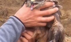 Elazığ’da Yol Kenarında Bulundu! Yaralı Şahin Kurtarıldı