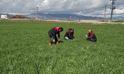 Elazığ'daki Hububat Üreticileri Dikkat: Kök ve Kök Boğazı Hastalığına Dikkat Edin!