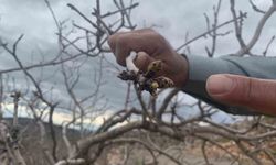 Gaziantep’te Yağışlar Fıstık Üreticisinin Yüzünü Güldürdü