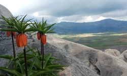 Herkes Dikkat Etsin: Bu Çiçekleri Koparmanın Cezası 700 bin Lirayı Buluyor!