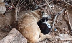 Herkesin “Düşman” Dediği İkili Soğukta Aynı Yastıkta