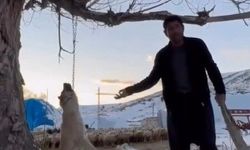 İnsanlık yine sınıfta kaldı: Köpeğini ağaca asarak öldürdü