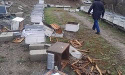 Kış Uykusundan Uyanan Ayı 20 Kovanı Parçaladı