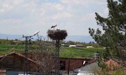 Malatya’da Baharın Habercileri Geldi: Leylekler Yuvalarına Dönmeye Başladı