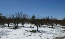 Malatya’da Kar Kayısı Üreticilerini Tedirgin Etti