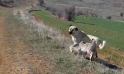 Malatya'da Vaşak-Köpek Kavgasını İnsanlar Ayırdı