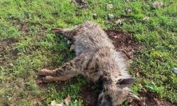 Şanlıurfa'da Köpeklerin Saldırdığı Sırtlan Telef Oldu