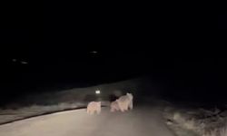 Sivas'ta kış uykusundan uyanan ayı ve yavruları yemek ararken görüntülendi