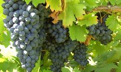 Arapgir'in Mor Hazinesi: Köhnü Üzümü Hem Sağlığa Hem Ekonomiye Katkı Sağlıyor