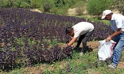Arapgir’in Mor Mucizesi: İşte Reyhanın Saymakla Bitmeyen Faydaları