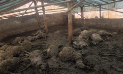 Malatya Arguvan’da Kurt Saldırısı: Bir Gecede 40 Koyun Telef Oldu