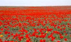 Bu Laleler Dünyada Çok Nadir Bulunuyor..