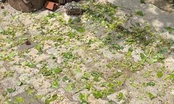 Darende’yi Dolu Çok Ağır Etkiledi: Üretici Acil Destek Bekliyor