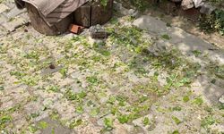 Darende’yi Dolu Çok Ağır Etkiledi: Üretici Acil Destek Bekliyor