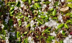 Malatya'da Dolu Hasarı Beklendiği Gibi Çıkmadı, Asıl Tehlike Başka