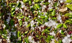 Darende’de Dolu Felaketi: Kayısı Çağlaları Yere Döküldü!