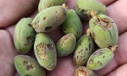 Kayısıda Büyük Darbe: Malatya’da Dolu Felaketi, Hasar Tespiti Başlatıldı