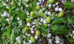 Kayısıda Büyük Kayıp: Üretici İçin Acil Destek Çağrısı