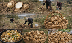 Malatya’da Domalan Mantarı Çıktı! Kilosu 2 Bin TL’yi Buldu