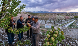 Malatya’da Dolu Yağdı, Kayısı Üreticisi Endişeli