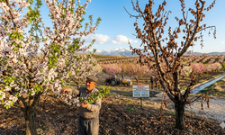 Kayısıda Monilya Alarmı! Verim %90’a Kadar Düşebilir