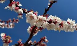 Malatya’da Don Alarmı Yeniden Gündemde! Uzmandan Üreticilere Kritik Uyarı