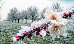 Malatyalı Çiftçilerin Kabusu Kapıda! 12 Nisan'a Kadar Alarm Verildi