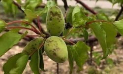 Malatya Valiliği Açıkladı: Dolu Afetinde 7 İlçede 20 Bin Dekar Alan Zarar Gördü!