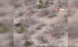 Çoban Köpeğinin Ayıyı Kovaladığı Anlar Görüntülendi