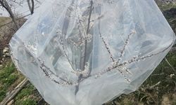 Kayısı üreticileri, don tehlikesine karşı farklı yöntemler denedi
